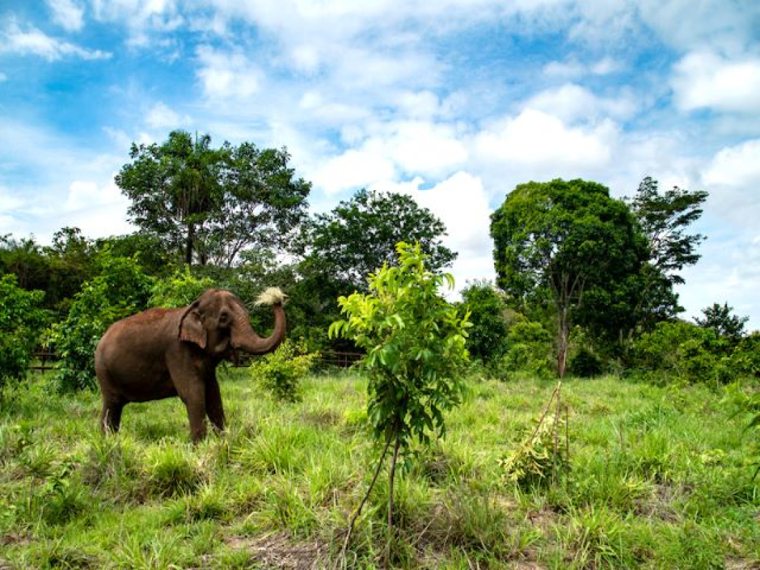 Segunda elefanta africana viaja rumo ao santu&aacute;rio em MT