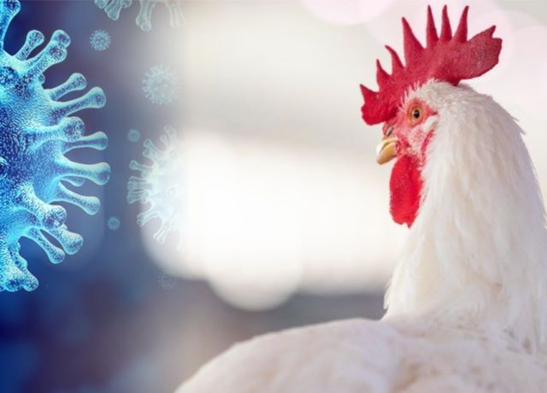 China suspende compra de carne de frango do Brasil ap&oacute;s 1&ordm; caso de gripe avi&aacute;ria