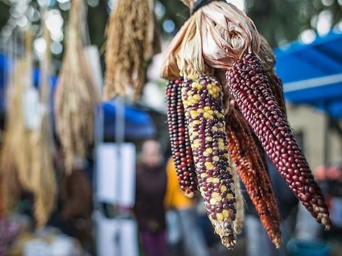 Guardi&otilde;es de sementes adaptam gr&atilde;os para enfrentar seca e garantir alimentos no sert&atilde;o de PE
